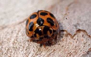 PB141152a.jpg